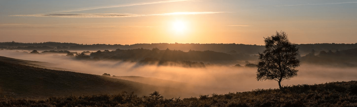 Days out in the New Forest