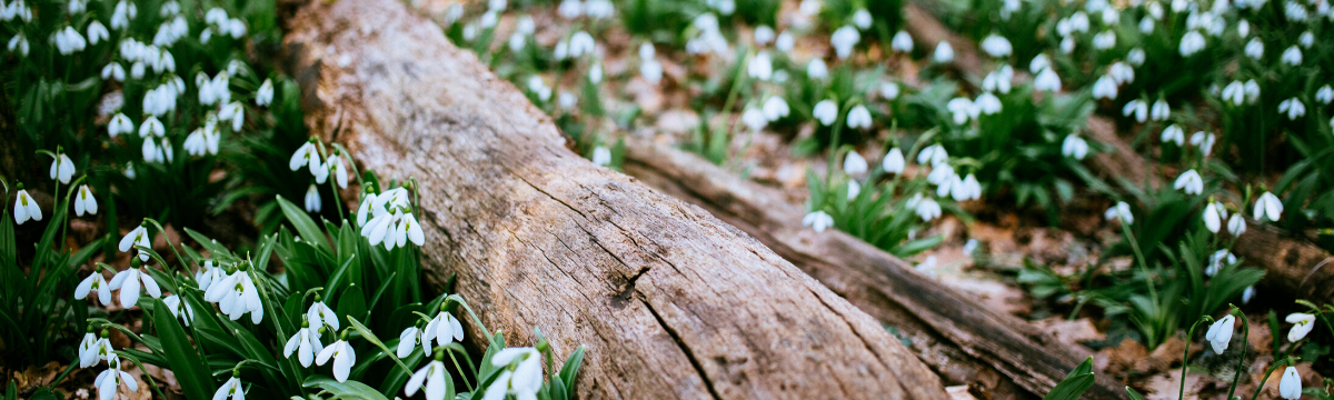 Visit snowdrop gardens with South Western Railway