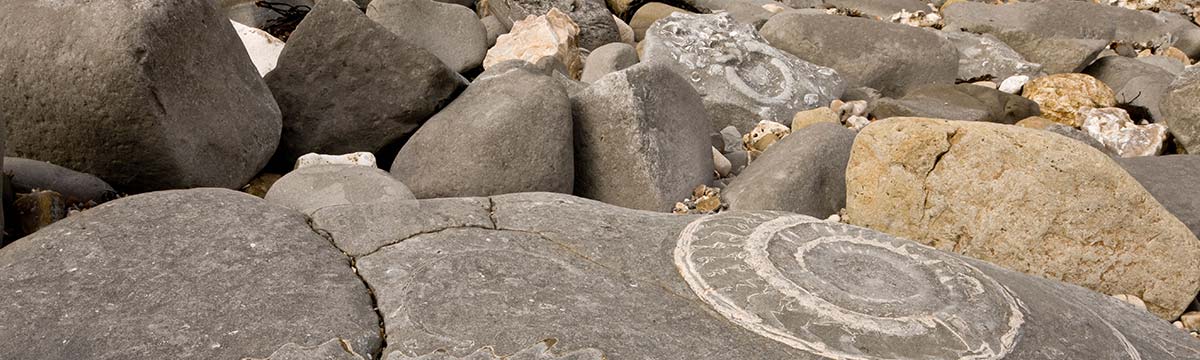 Fossil Hunting on the South Western Railway network