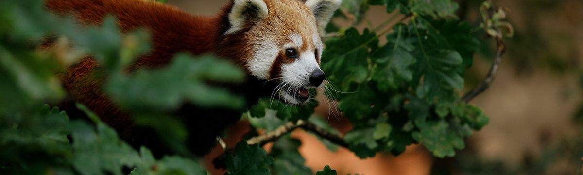 A red panda at Bristol Zoo