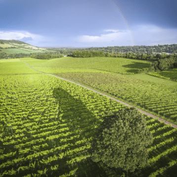 visit Denbie's Vineyard by train to Dorking