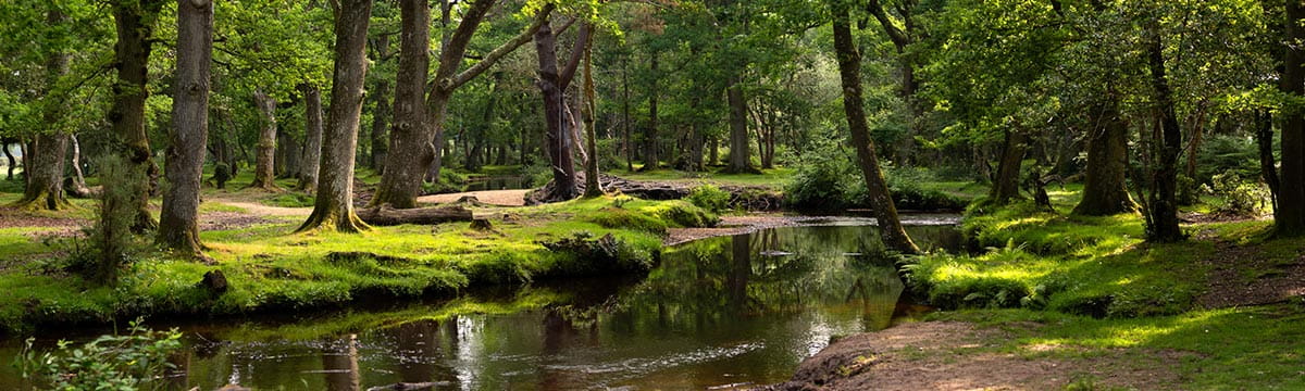 New Forest