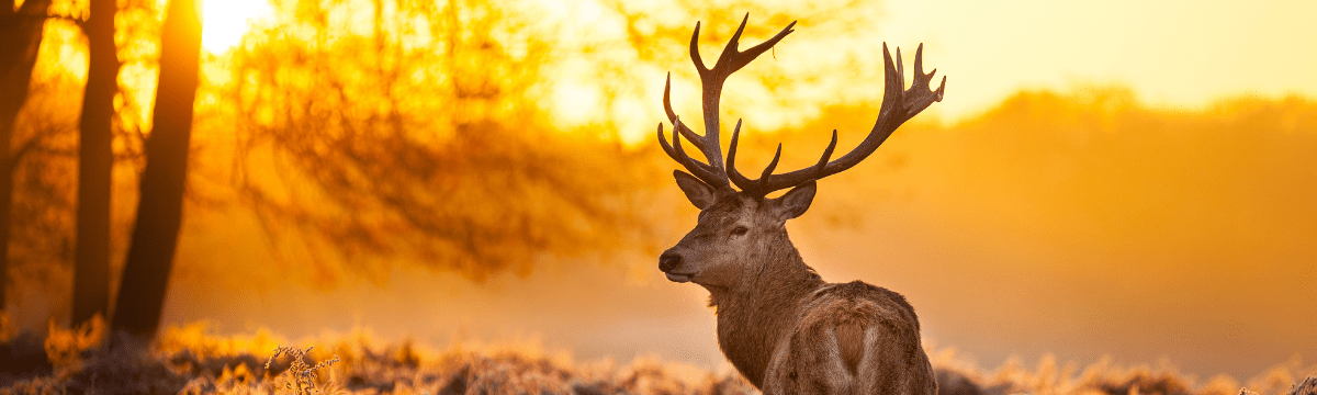 Stag in Richmond Park