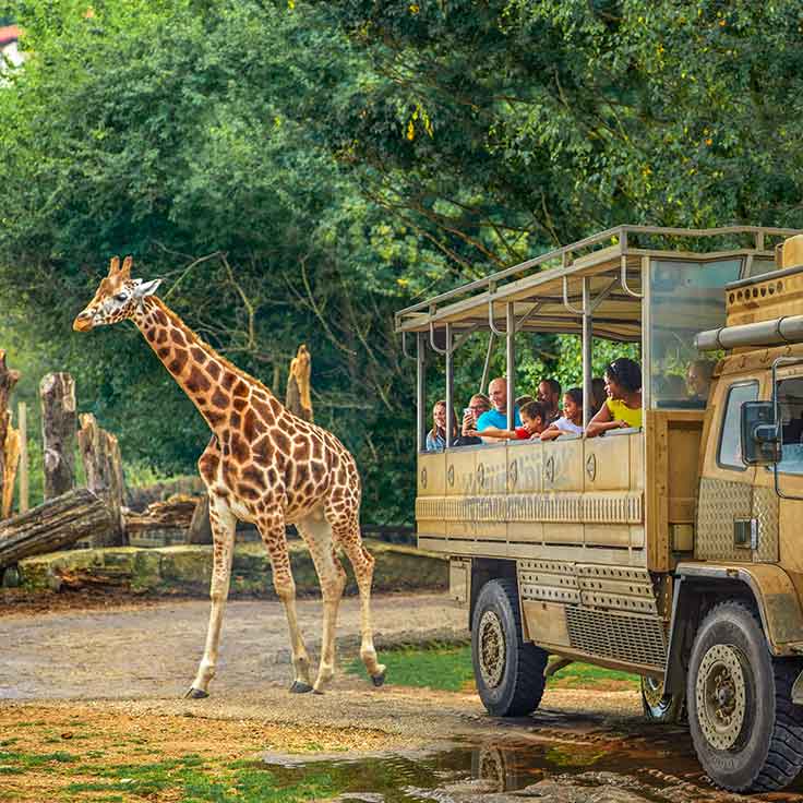 ZUFARI at Chessington World of Adventures Resort