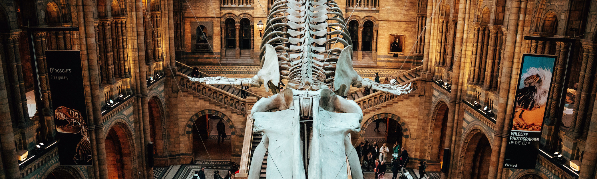 skeleton in the museum