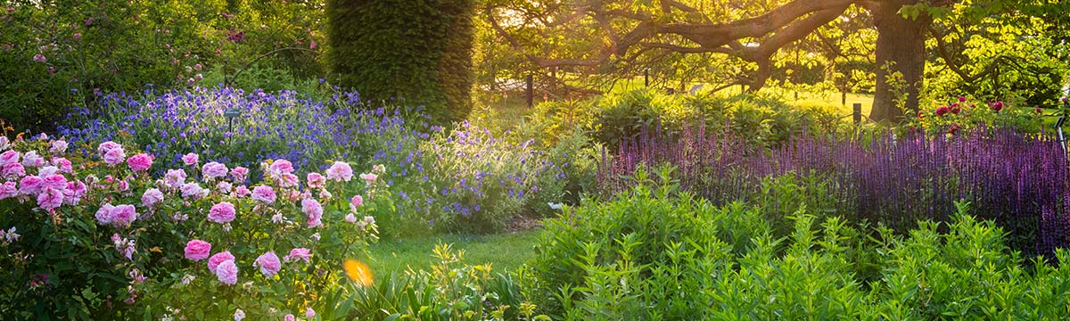RHS Wisley Bowes-Lyon Rose Garden