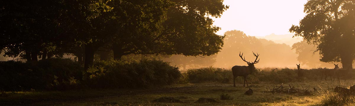 Deer in Richmond Park