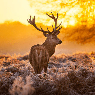 Stag in Richmond Park