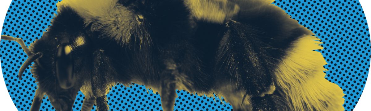 iSpy looking out for nature across the South Western Railway network