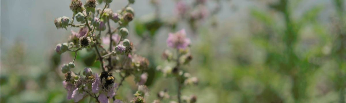 Journey to a better future - better for our planet - South Western Railway