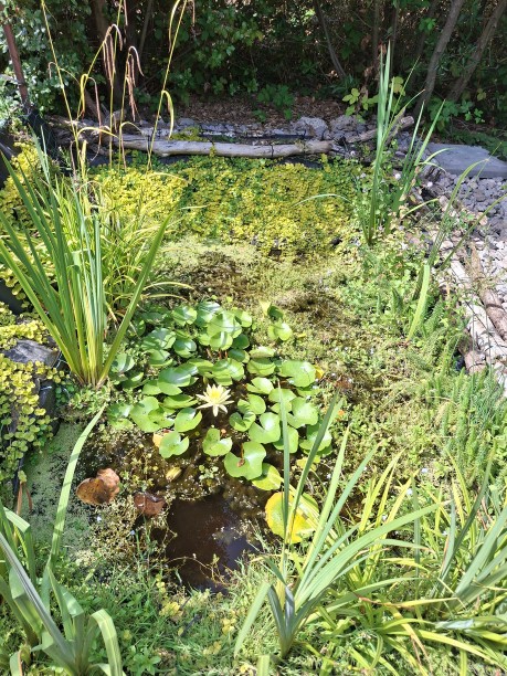 Clapham biodiversity pond at Clapham Junction train depot