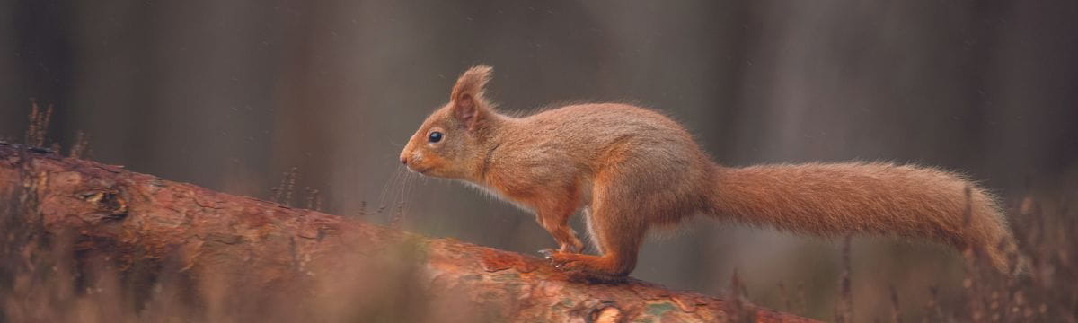 A red squirrel in its natural habitat - SWR are proud to support the Save Our Wild Isles campaign