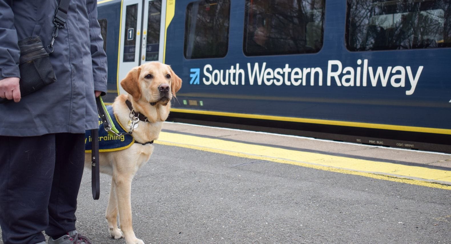 Guide Dog puppy in front of SWR train