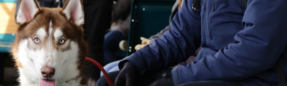 Dog on lead on a train