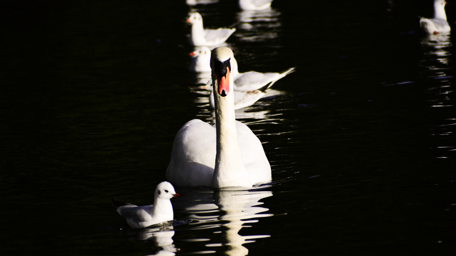 Swans in the lake at Battersea Park