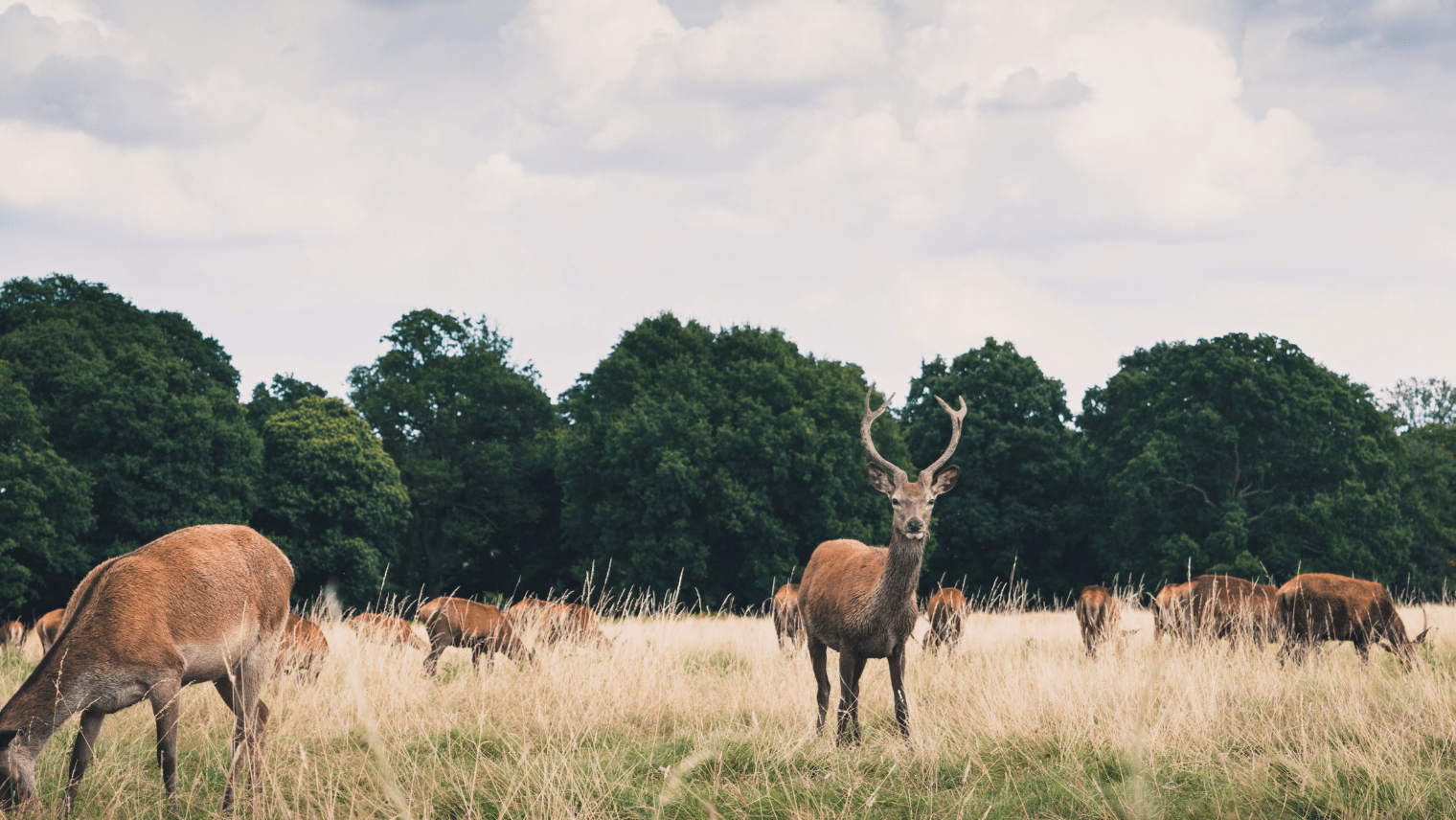 Wild deer at Richmond Park