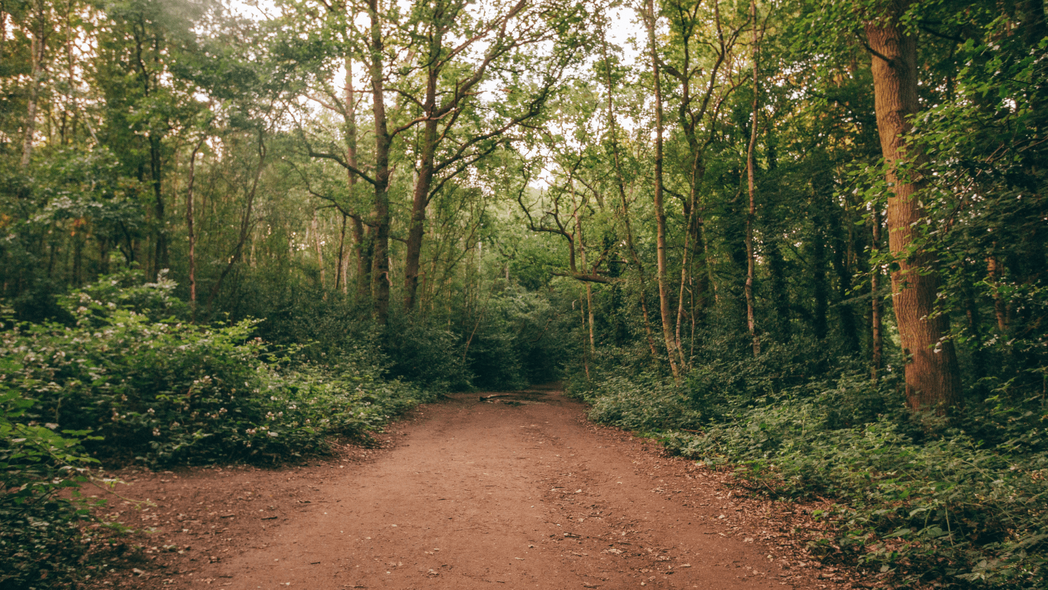 Wimbledon Common walk path 