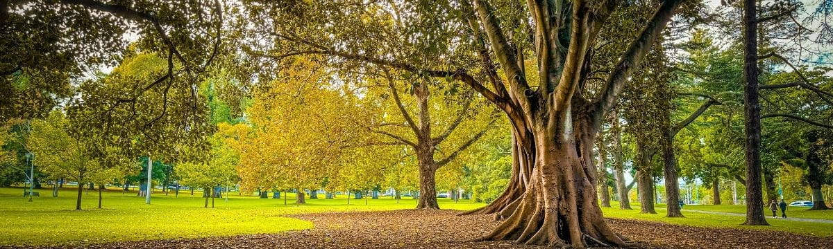 A park  - trees and grass, bright