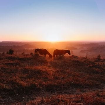 Best days out in the New Forest