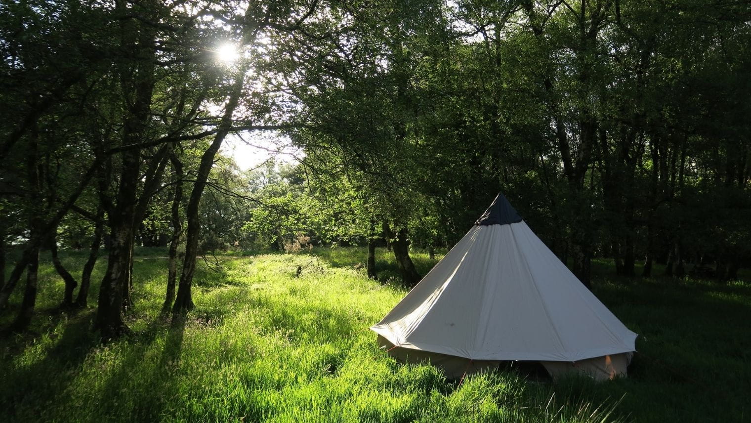 A tent in a small glen at Trill on the Hill campsite