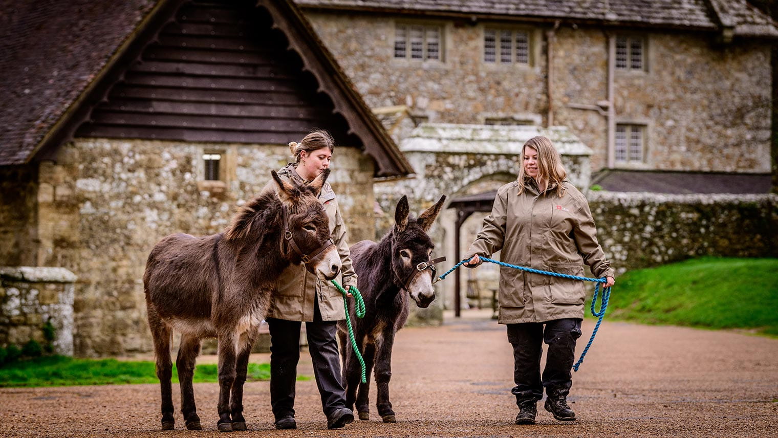 Carisbrooke Donkeys