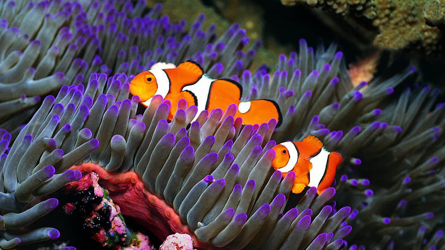 Blue Reef Portsmouth