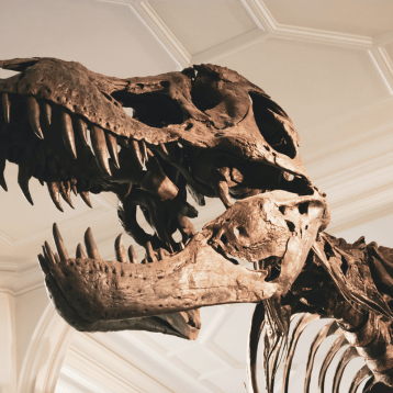 An image of a dinosaur skeleton