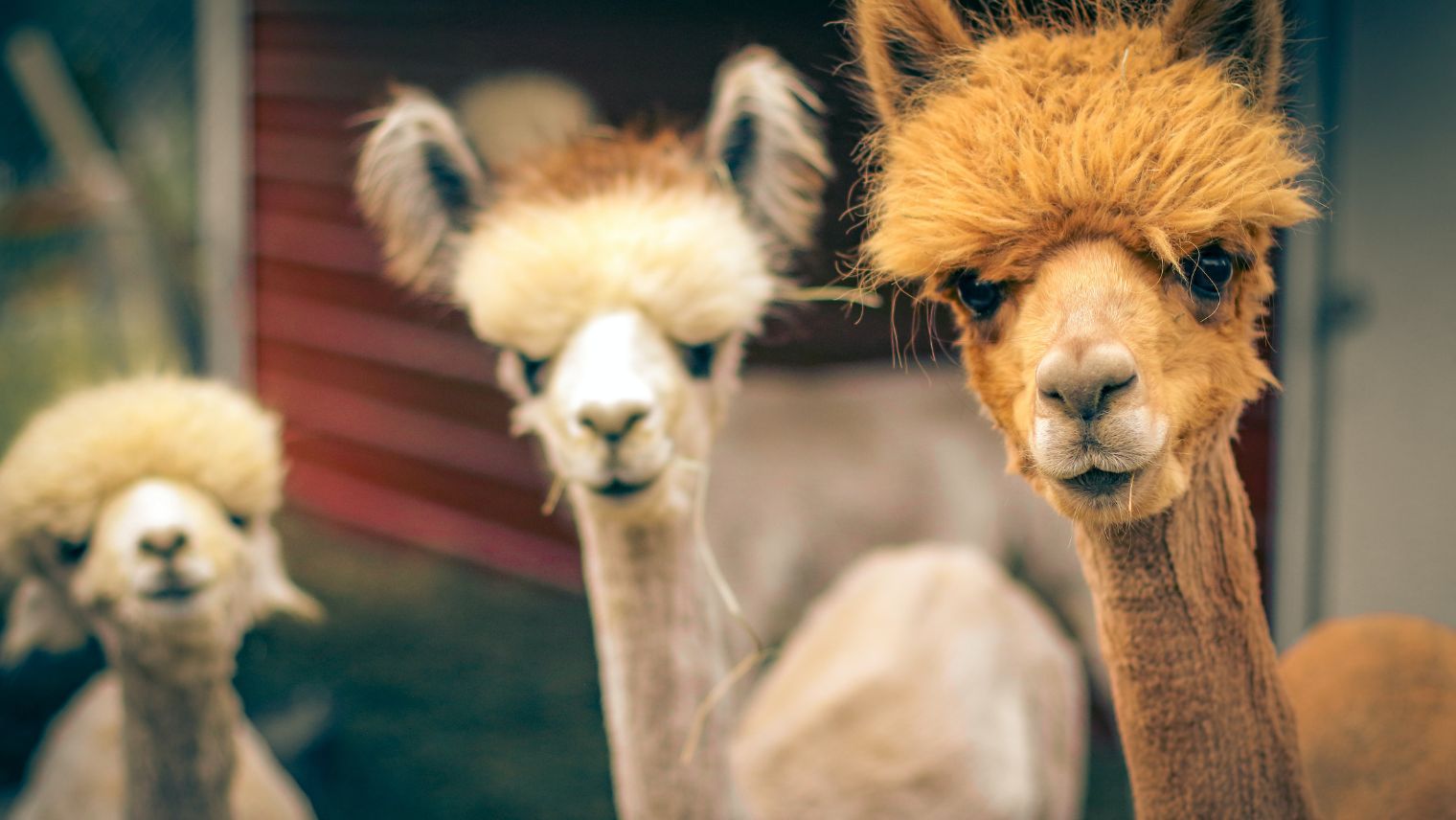 Image of 2 alpakas