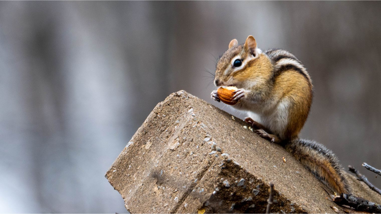 Image of a chipmunk