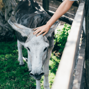 Image of a person petting a cow