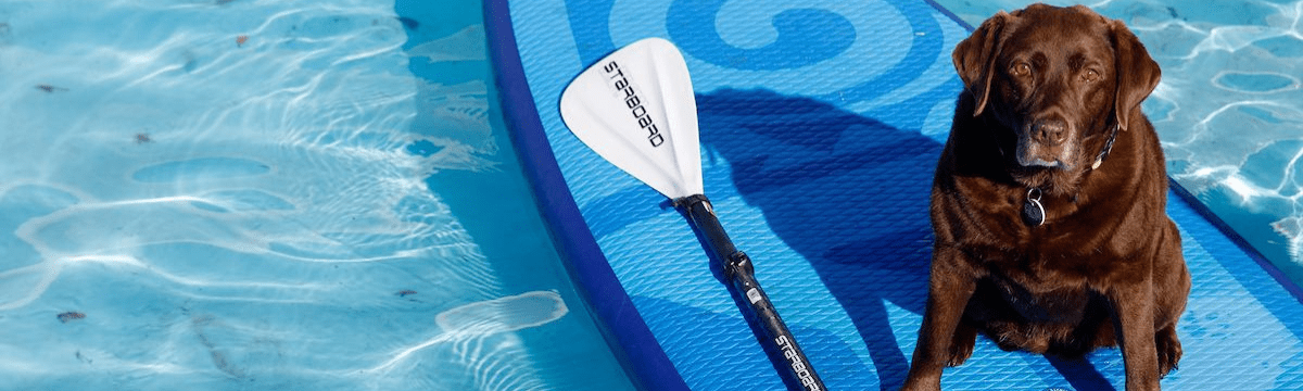 Dog on paddleboard in dog festival pool