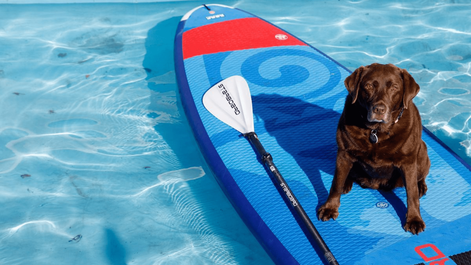 Dog on paddleboard in dog festival pool