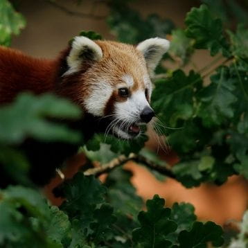 Wildlife Parks in the South West