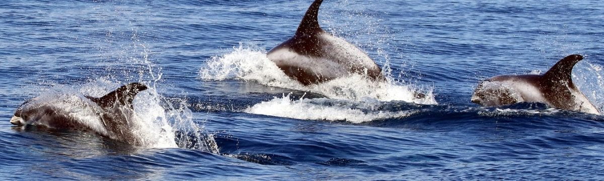 Find the best places to see marine wildlife with South Western Railway