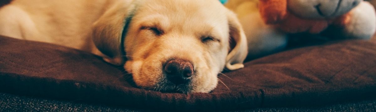 Discover the ultimate dog-friendly carriage with SWR