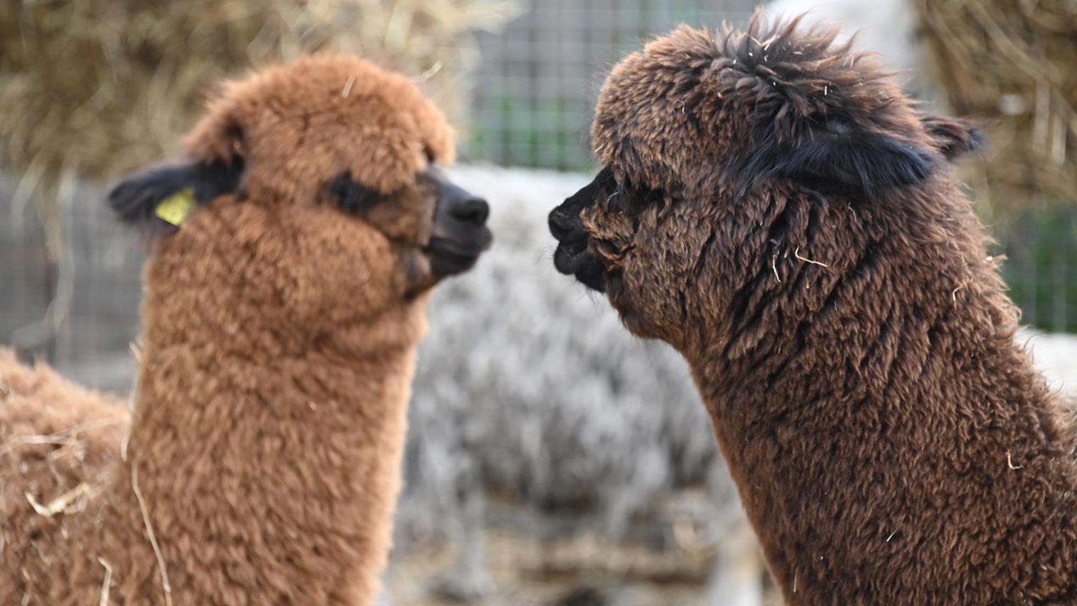 2 Llamas looking at each other