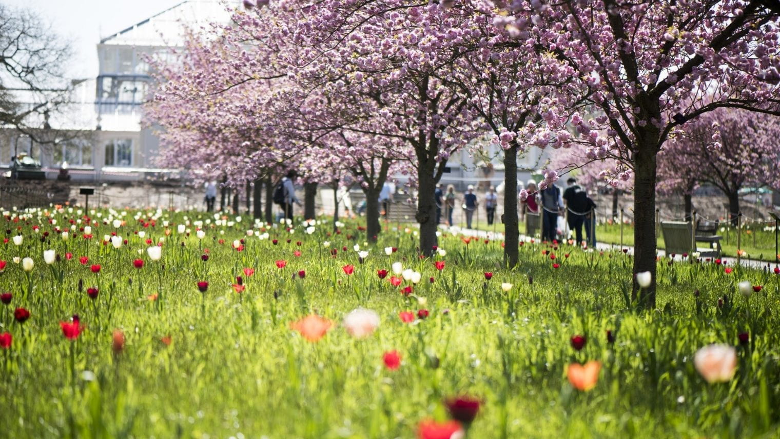 Cherry blossoms at Kew Gardens