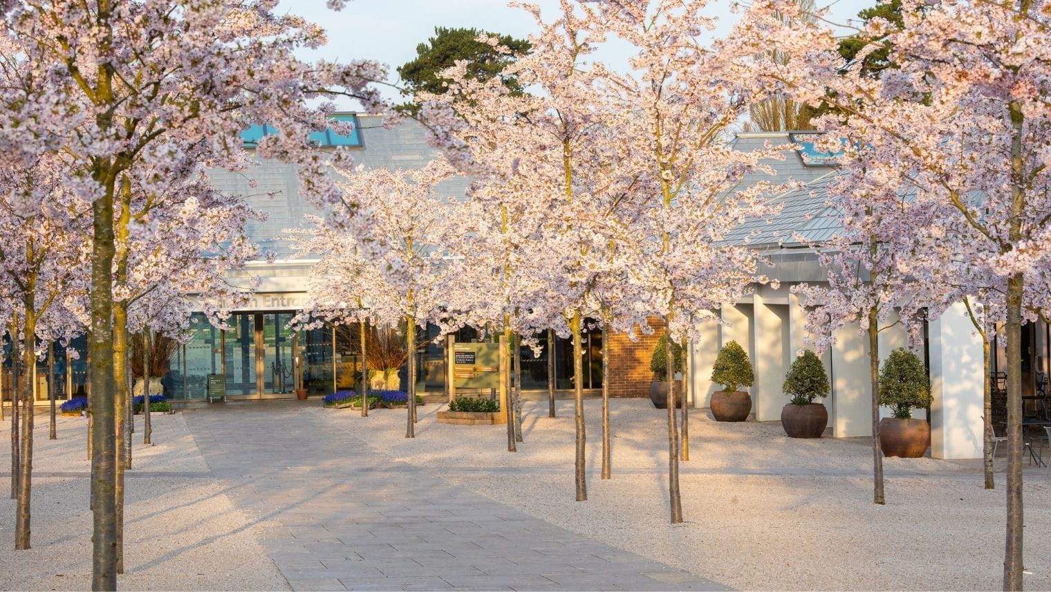 Cherry Blossom at RHS Garden Wisley