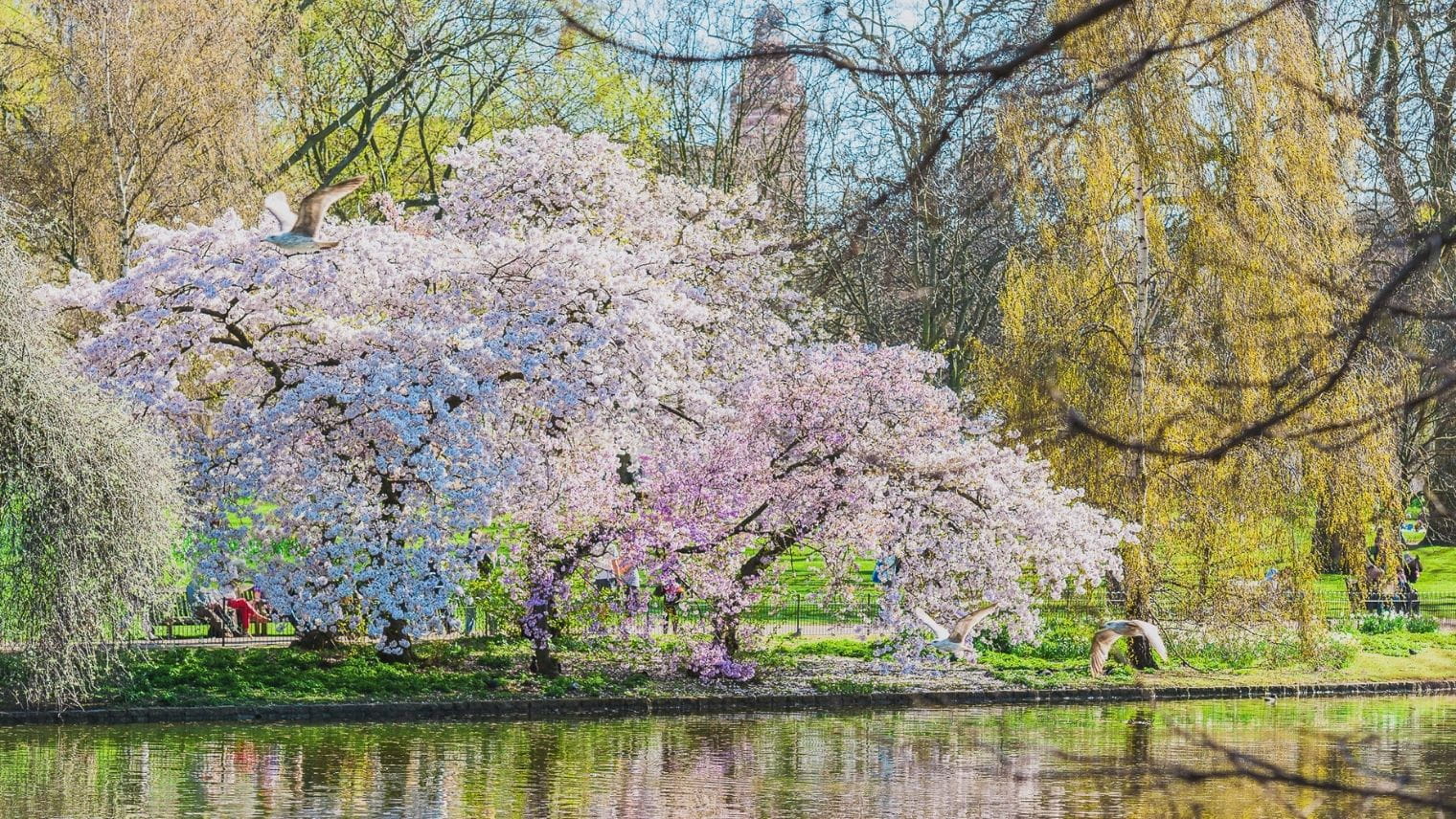 Cherry blossom at St James's Park