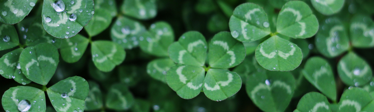 Find the best activities in March with SWR