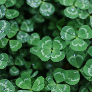 Find the best activities in March with SWR