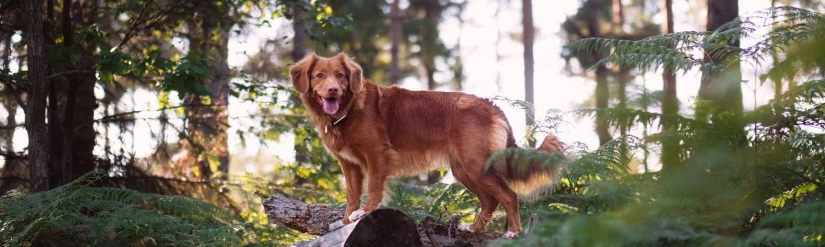 Find the best days out with your dog with SWR