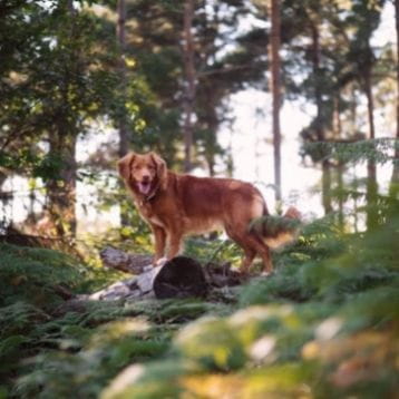 Find the best days out with your dog with SWR