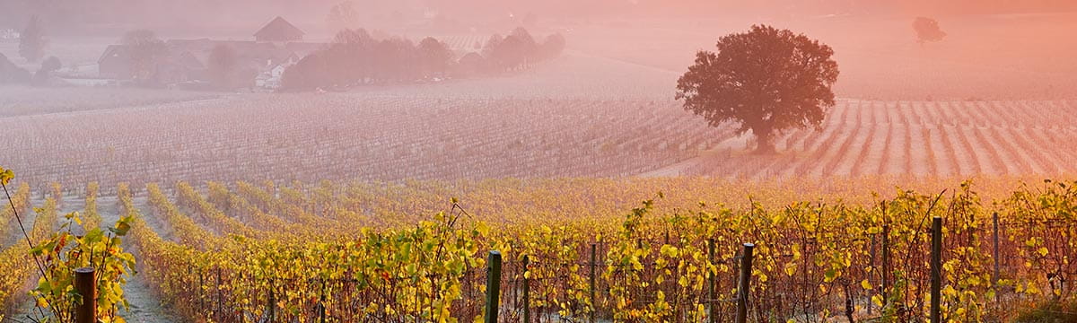 View of Denbies Wine Estate at sunset| SWR