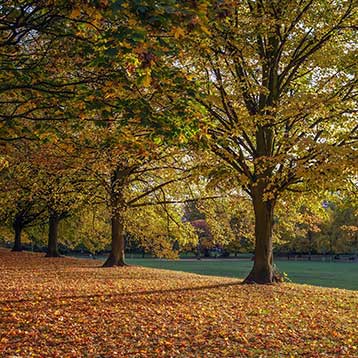 Hyde Park autumn