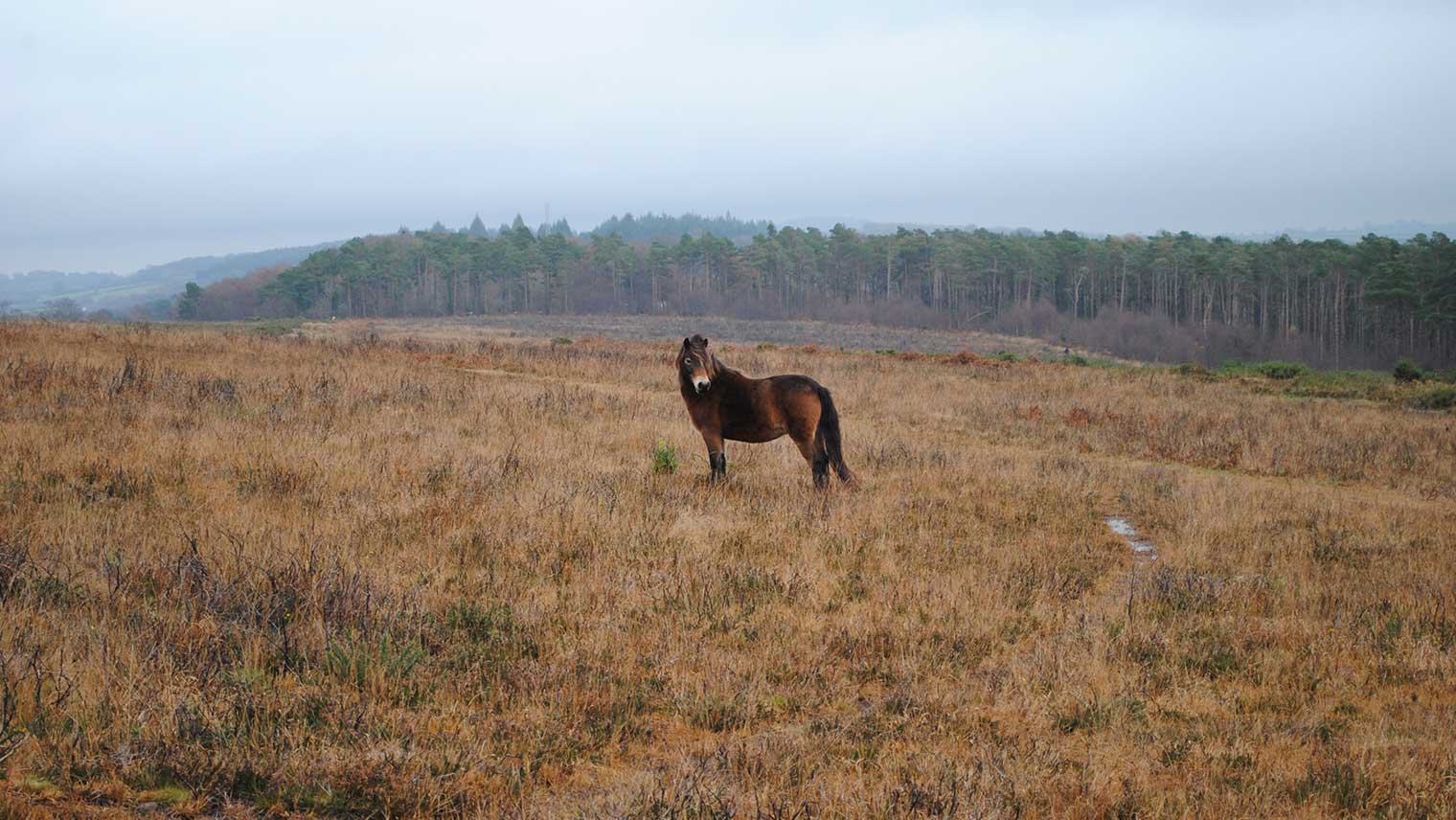 Exmoor Pony