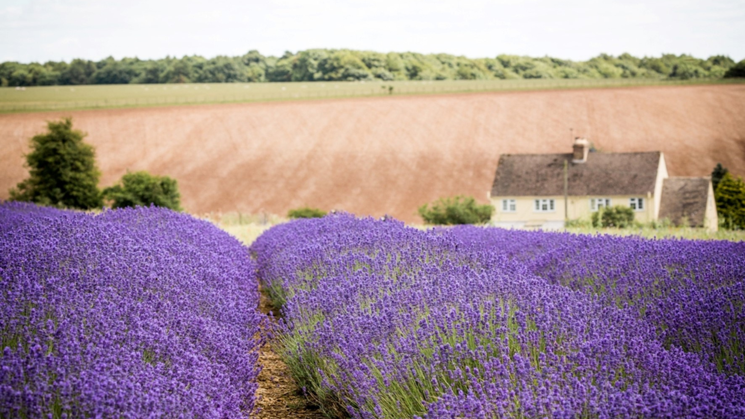 Cotswalds Lavender 
