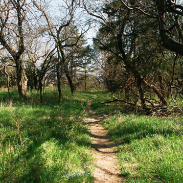 An image of trees in a forrest