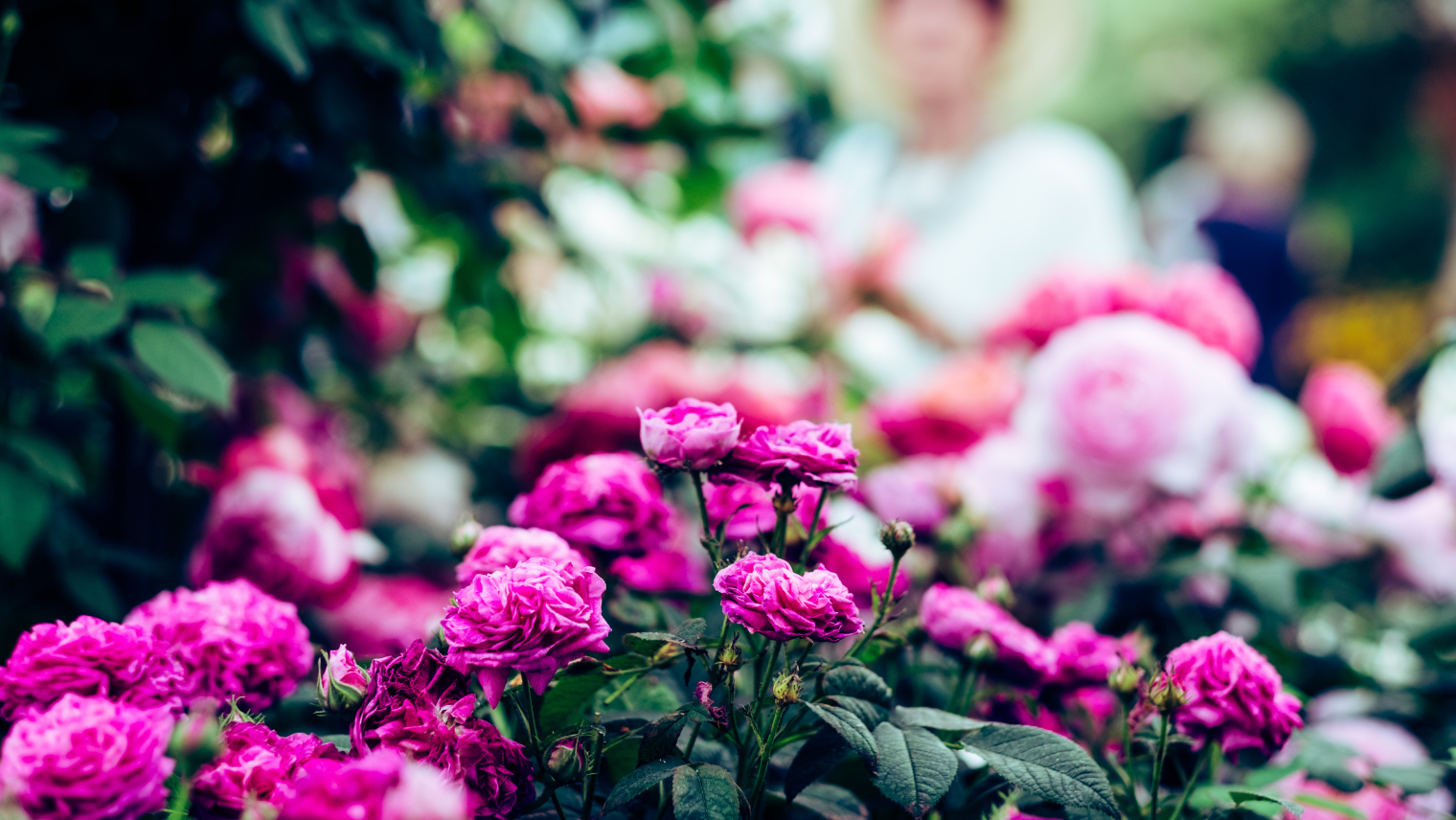 Pink flowers in a flower garden