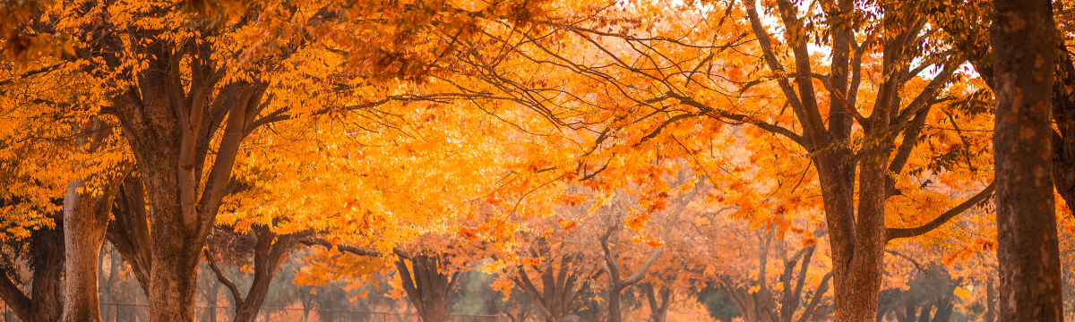 What’s on in November in London and the South West